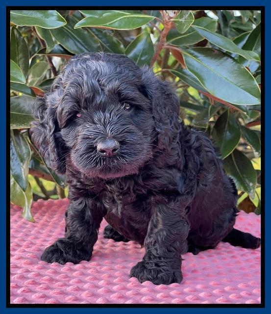 Raven Traveler pups 5 weeks old 61