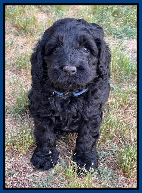 Raven Traveler pups 6 weeks old 21