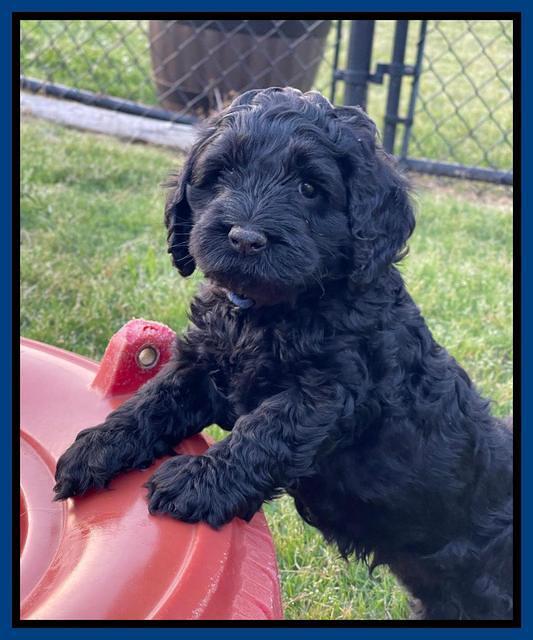 Raven Traveler pups 6 weeks old 31