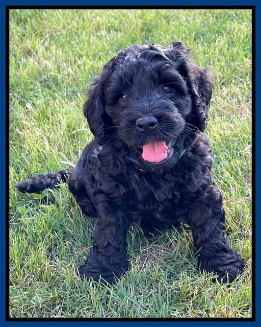 Raven Traveler pups 6 weeks old 41