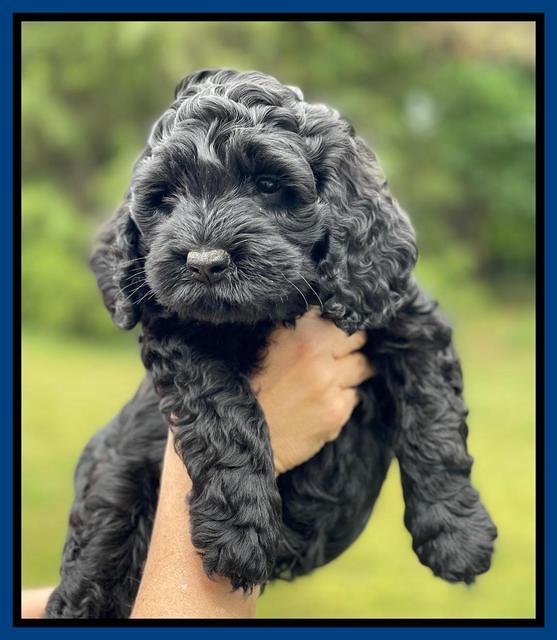 Raven and Traveler 7 wk old 21