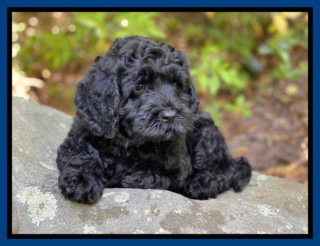 Raven traveler 8 wks old 11