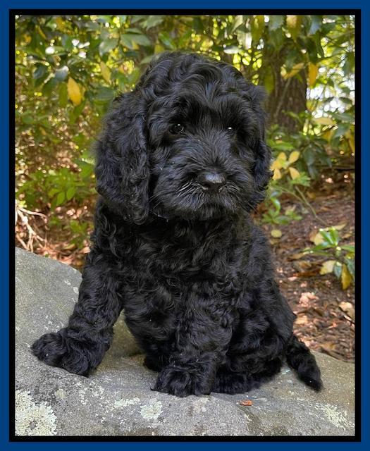 Raven traveler 8 wks old 31