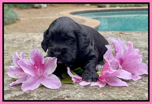 Raven Traveler pups 3 wks old 51