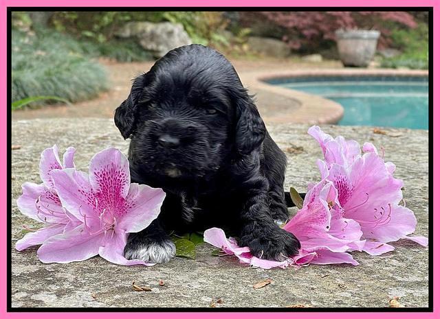Raven Traveler pups 3 wks old 61