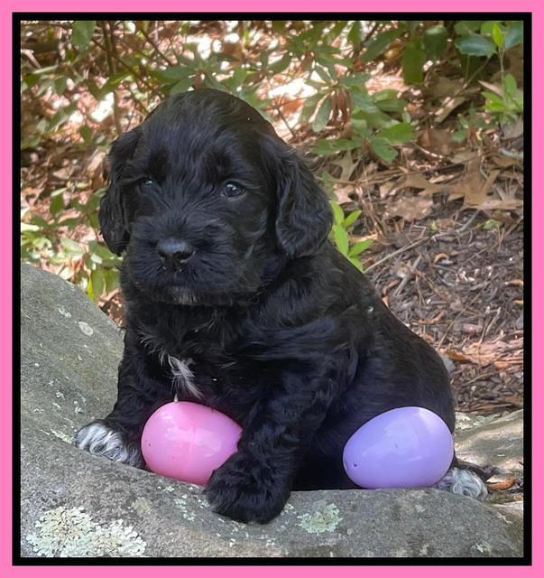 Raven Traveler pups 4 wks old 101