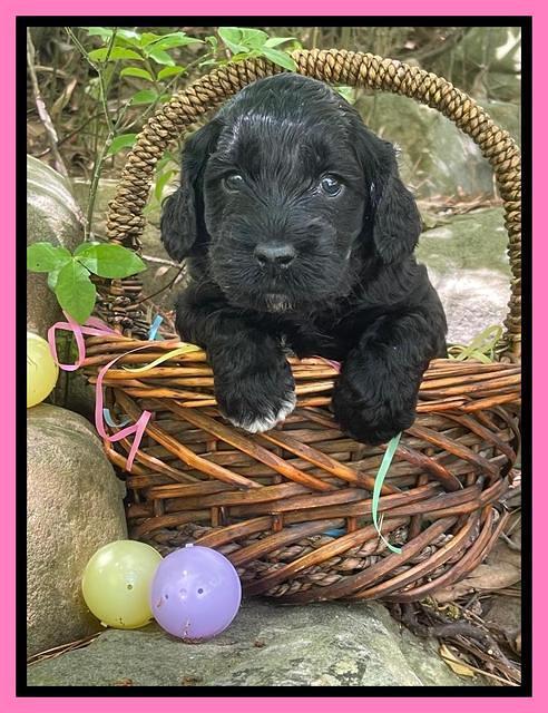 Raven Traveler pups 4 wks old 71