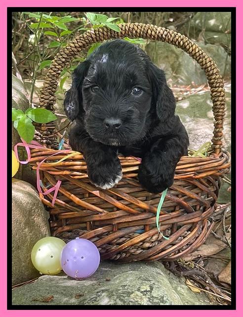 Raven Traveler pups 4 wks old 81