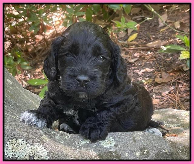 Raven Traveler pups 4 wks old 91