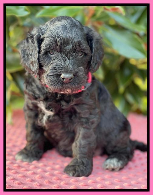 Raven Traveler pups 5 weeks old 101