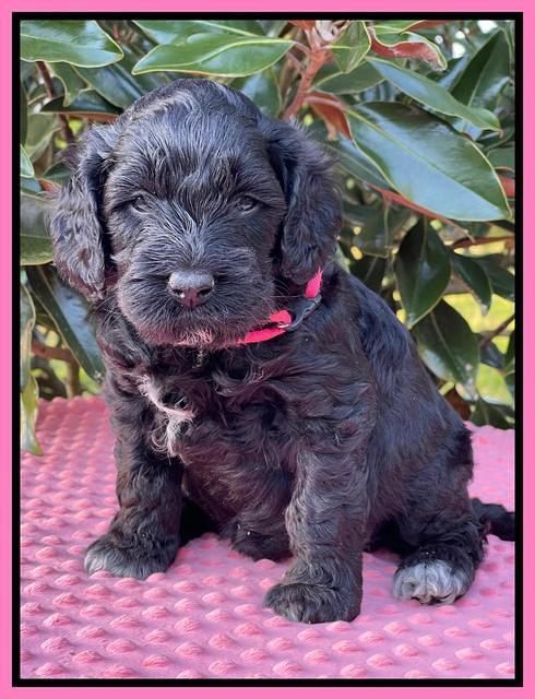 Raven Traveler pups 5 weeks old 121
