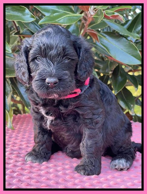 Raven Traveler pups 5 weeks old 81