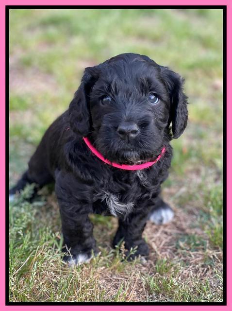 Raven Traveler pups 5 weeks old 91