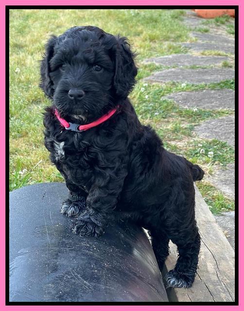 Raven Traveler pups 6 weeks old 61