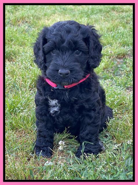 Raven Traveler pups 6 weeks old 71