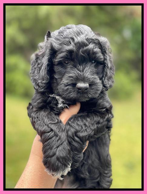 Raven and Traveler 7 wk old 51