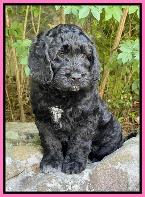 Raven traveler 8 wks old 371