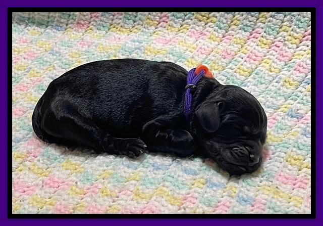 Raven Traveler Newborn 101