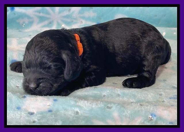 Raven Traveler pups 1 week pics71