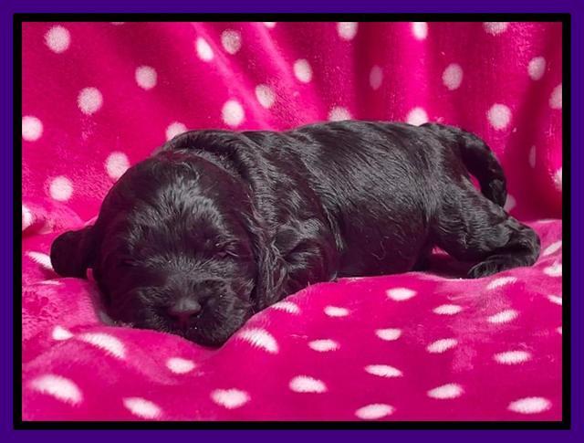 Raven Traveler pups 2 wks old 71