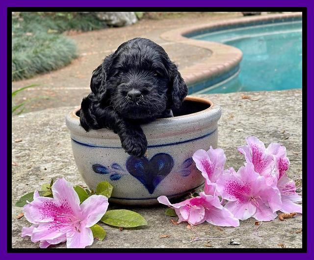 Raven Traveler pups 3 wks old 121