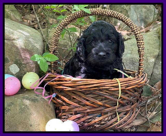Raven Traveler pups 4 wks old 141