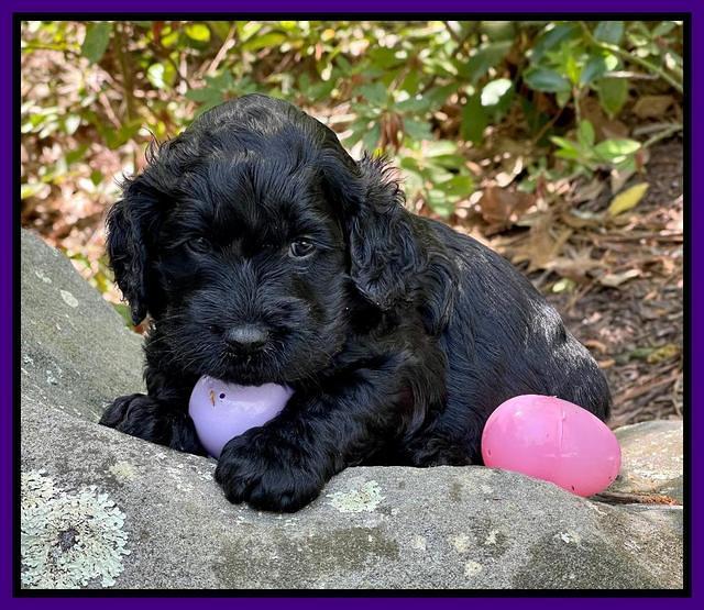 Raven Traveler pups 4 wks old 151