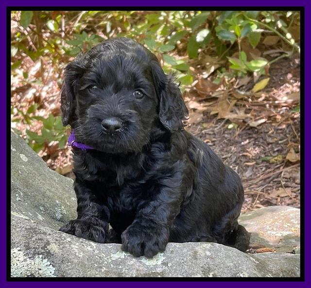 Raven Traveler pups 4 wks old 161