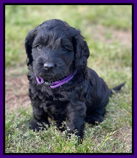 Raven Traveler pups 5 weeks old 131