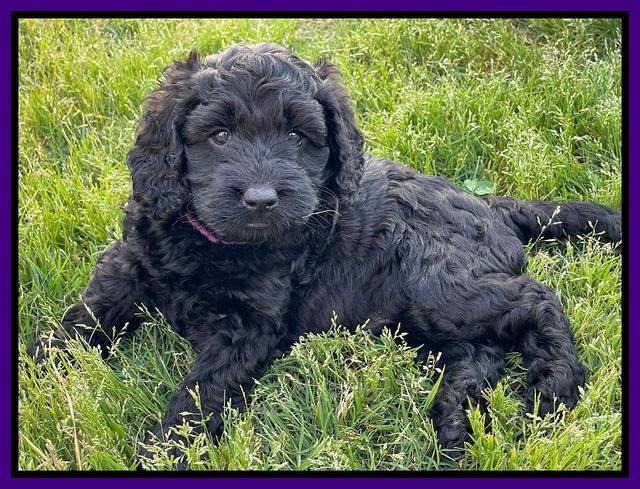 Raven Traveler pups 6 weeks old 111