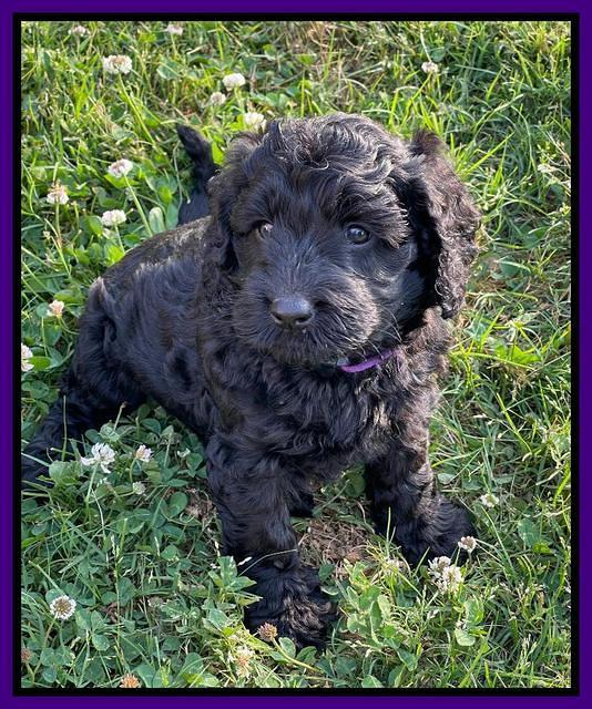 Raven Traveler pups 6 weeks old 131