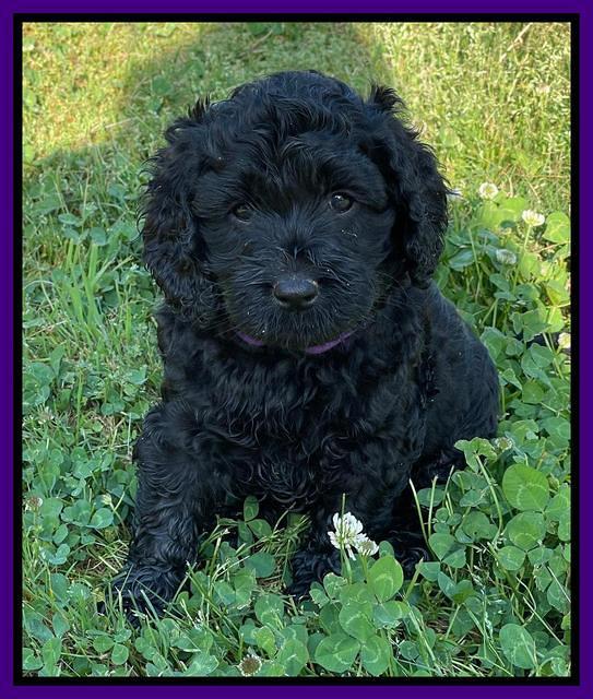 Raven Traveler pups 6 weeks old 141