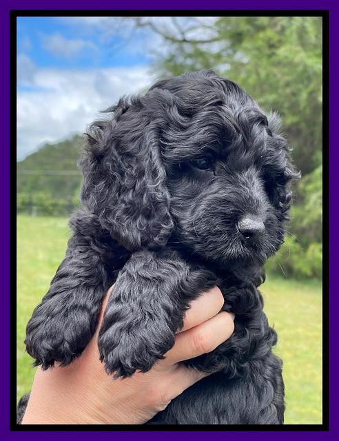 Raven and Traveler 7 wk old 91