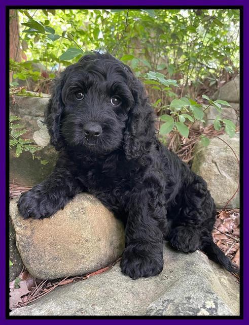 Raven traveler 8 wks old 291