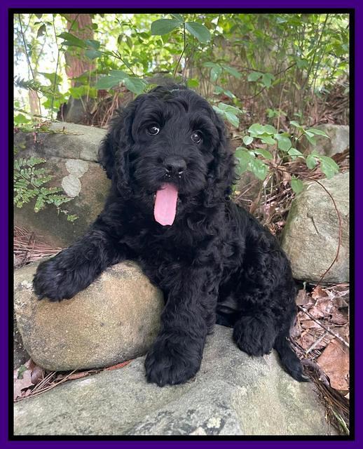 Raven traveler 8 wks old 301