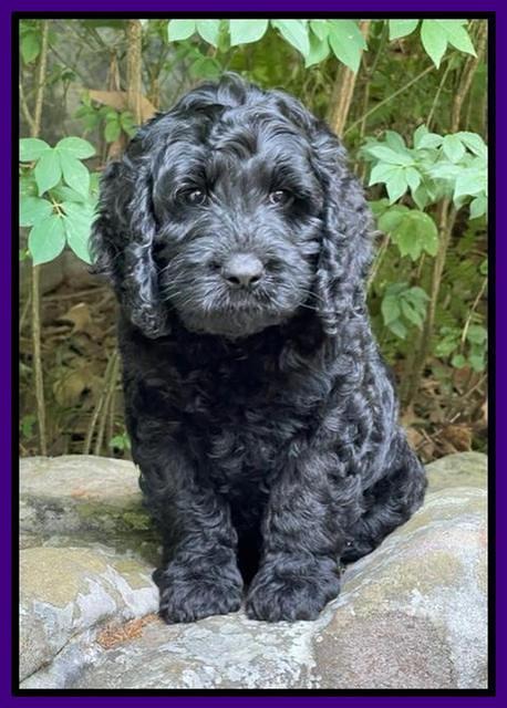 Raven traveler 8 wks old 311