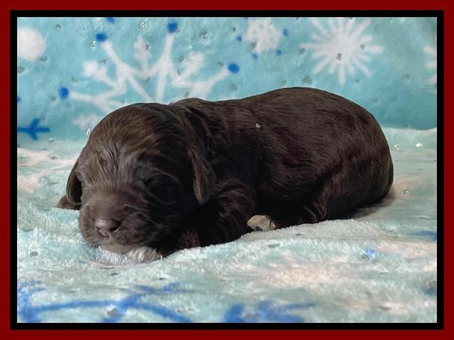 Raven Traveler pups 1 week pics81