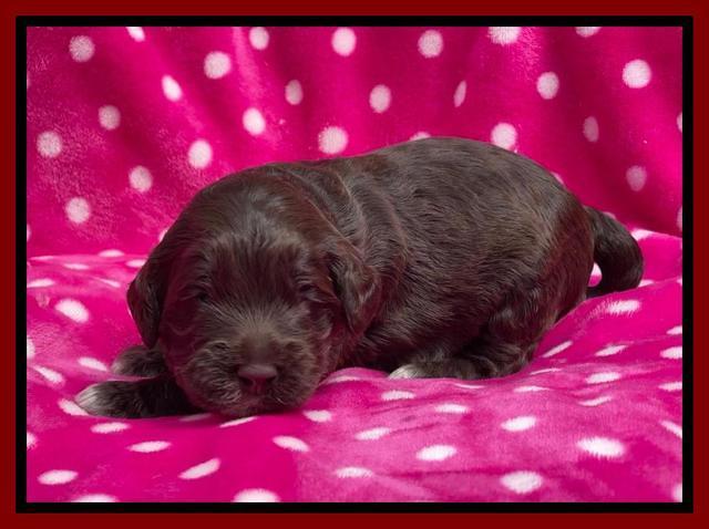 Raven Traveler pups 2 wks old 101