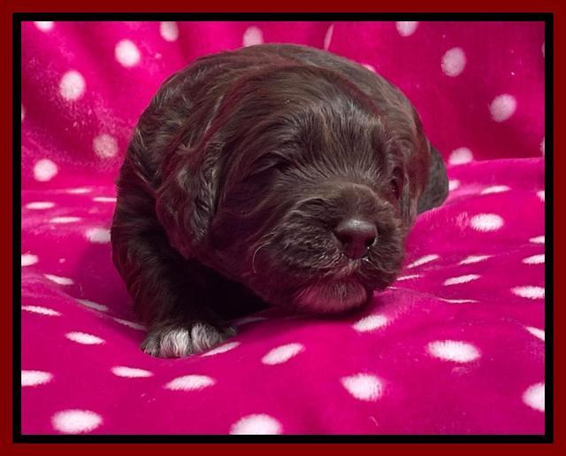 Raven Traveler pups 2 wks old 111