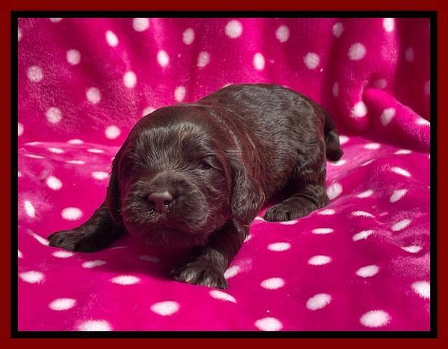 Raven Traveler pups 2 wks old 221