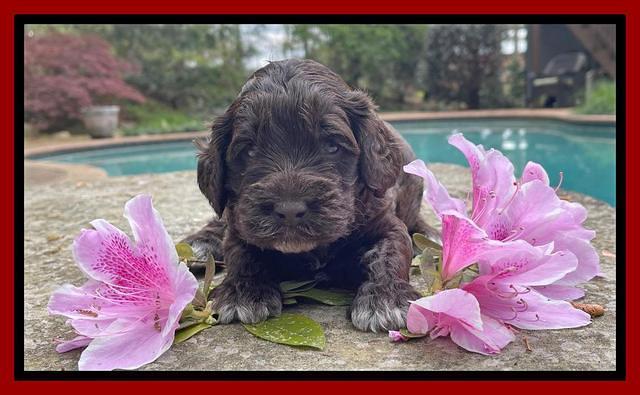 Raven Traveler pups 3 wks old 131