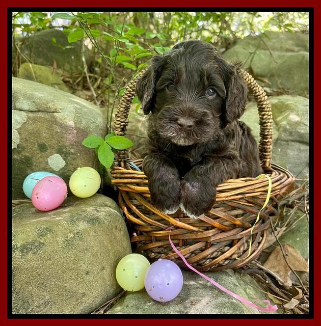 Raven Traveler pups 4 wks old 201