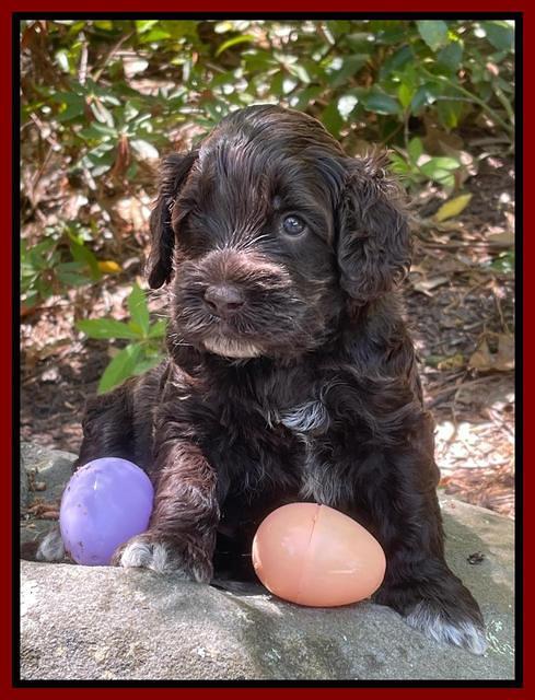 Raven Traveler pups 4 wks old 211