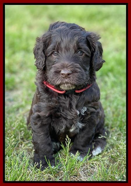 Raven Traveler pups 5 weeks old 171