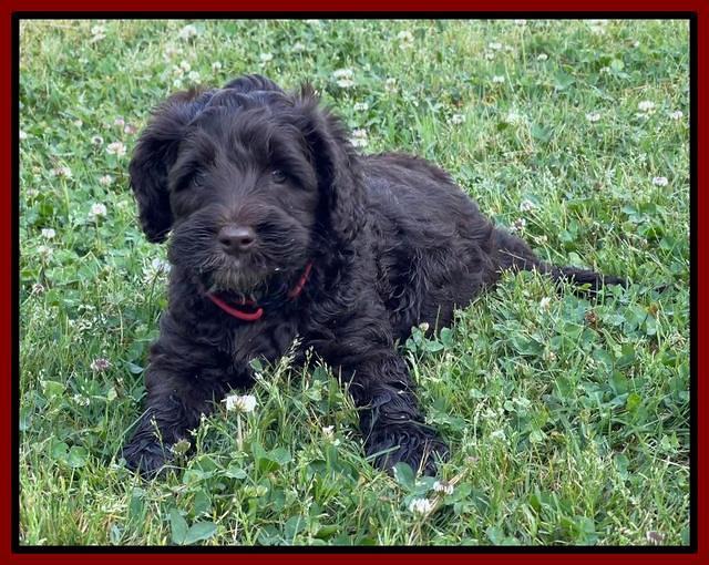 Raven Traveler pups 6 weeks old 181