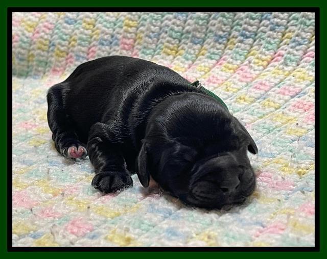 Raven Traveler Newborn 91