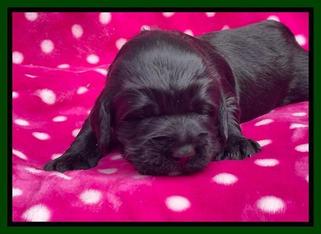 Raven Traveler pups 2 wks old 121