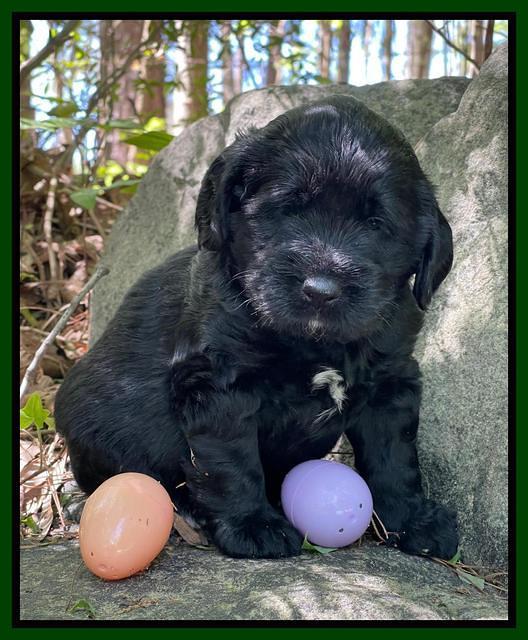 Raven Traveler pups 4 wks old 251