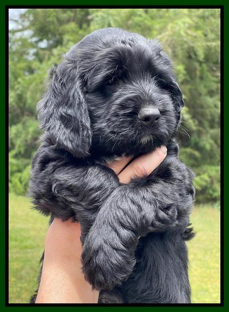 Raven and Traveler 7 wk old 151