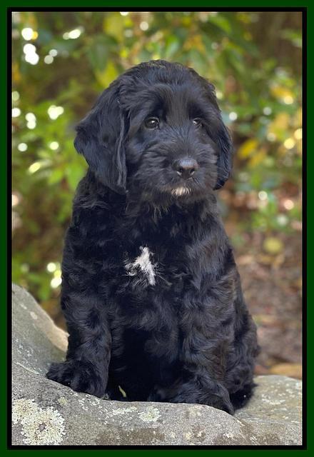 Raven traveler 8 wks old 451